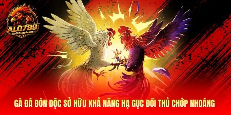 Gà đá đòn độc sở hữu khả năng hạ gục đối thủ chớp nhoáng 